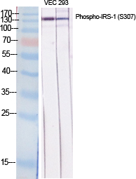 Fig.1. Western Blot analysis of various cells using Phospho-IRS-1 (S307) Polyclonal Antibody diluted at 1:1000.