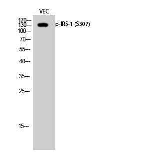 Fig.2. Western Blot analysis of VEC cells using Phospho-IRS-1 (S307) Polyclonal Antibody diluted at 1:1000.