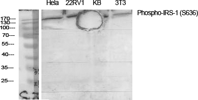 Fig.1. Western Blot analysis of various cells using Phospho-IRS-1 (S636) Polyclonal Antibody diluted at 1:2000.