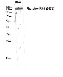 Fig.3. Western Blot analysis of RAW using Phospho-IRS-1 (S636) Polyclonal Antibody diluted at 1:2000.