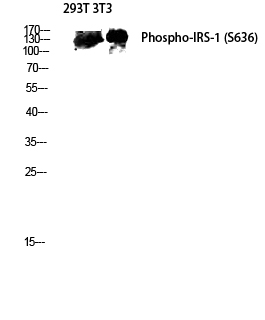 Fig.4. Western blot analysis of 293T 3T3 lysis using Phospho-IRS-1 (S636) antibody. Antibody was diluted at 1:2000.