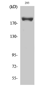 Fig. Western Blot analysis of various cells using Phospho-IRS-1 (S639) Polyclonal Antibody diluted at 1:500.
