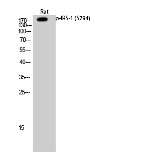 Fig.2. Western Blot analysis of Rat cells using Phospho-IRS-1 (S794) Polyclonal Antibody diluted at 1:500.