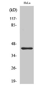 Fig. Western Blot analysis of various cells using Phospho-Jun B (S259) Polyclonal Antibody.