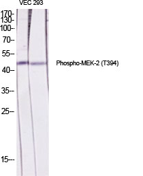 Fig.1. Western Blot analysis of various cells using Phospho-MEK-2 (T394) Polyclonal Antibody diluted at 1:2000.