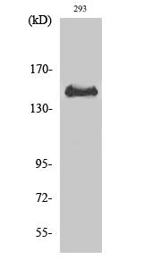 Fig. Western Blot analysis of various cells using Phospho-Met (Y1349) Polyclonal Antibody diluted at 1:1000.