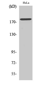 Fig. Western Blot analysis of various cells using Phospho-Neu (Y877) Polyclonal Antibody diluted at 1:500.