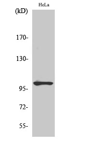 Fig. Western Blot analysis of various cells using Phospho-NFκB-p105 (S907) Polyclonal Antibody diluted at 1:2000.