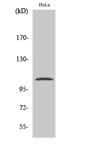 Fig. Western Blot analysis of various cells using Phospho-NFκB-p105 (S932) Polyclonal Antibody.
