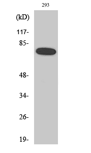 Fig. Western Blot analysis of various cells using Phospho-NFκB-p65 (S468) Polyclonal Antibody diluted at 1:1000.