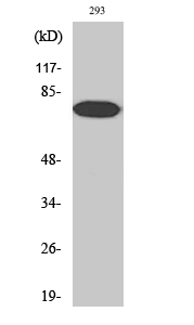 Fig. Western Blot analysis of various cells using Phospho-NFκB-p65 (T254) Polyclonal Antibody.