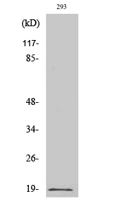 Fig. Western Blot analysis of various cells using Phospho-Op18 (S16) Polyclonal Antibody.