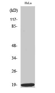 Fig. Western Blot analysis of various cells using Phospho-Op18 (S38) Polyclonal Antibody.