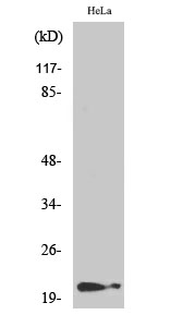 Fig. Western Blot analysis of various cells using Phospho-p21 (T145) Polyclonal Antibody.