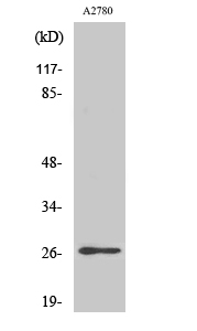 Fig. Western Blot analysis of various cells using Phospho-p27 (S10) Polyclonal Antibody.