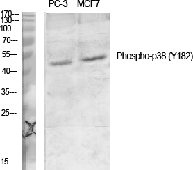 Fig. Western Blot analysis of various cells using Phospho-p38 (Y182) Polyclonal Antibody diluted at 1:1000.