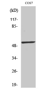 Fig. Western Blot analysis of various cells using Phospho-p53 (S20) Polyclonal Antibody.