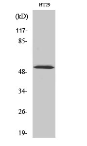 Fig. Western Blot analysis of various cells using Phospho-p53 (S33) Polyclonal Antibody diluted at 1:2000.