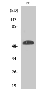 Fig. Western Blot analysis of various cells using Phospho-p53 (S46) Polyclonal Antibody diluted at 1:1000.