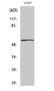 Fig. Western Blot analysis of various cells using Phospho-p53 (S9) Polyclonal Antibody diluted at 1:2000.