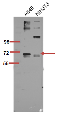Fig.2. The picture was kindly provided by our customer,antibody was diluted at 1:500.