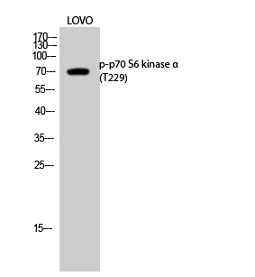 Fig.2. Western Blot analysis of LOVO cells using Phospho-p70 S6 kinase α (T229) Polyclonal Antibody diluted at 1:500.
