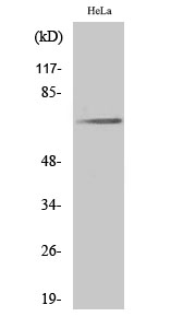Fig. Western Blot analysis of various cells using Phospho-Paxillin (Y31) Polyclonal Antibody diluted at 1:1000.