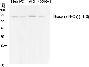 Fig.1. Western Blot analysis of various cells using Phospho-PKC ζ (T410) Polyclonal Antibody diluted at 1:1000.