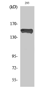 Fig. Western Blot analysis of various cells using Phospho-PLC γ1 (Y783) Polyclonal Antibody.