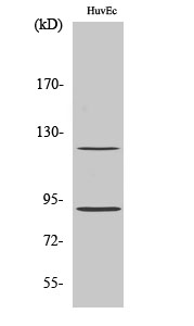 Fig. Western Blot analysis of various cells using Phospho-PR (S190) Polyclonal Antibody diluted at 1:1000.
