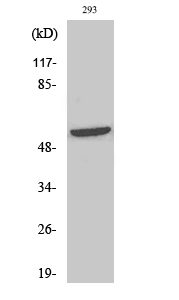 Fig. Western Blot analysis of various cells using Phospho-Shb (Y246) Polyclonal Antibody.