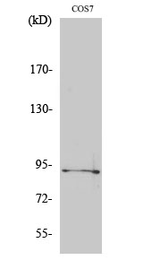 Fig. Western Blot analysis of various cells using Phospho-Sp1 (T739) Polyclonal Antibody diluted at 1:1000.