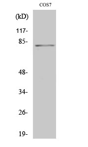 Fig. Western Blot analysis of various cells using Phospho-Stat4 (Y693) Polyclonal Antibody diluted at 1:2000.