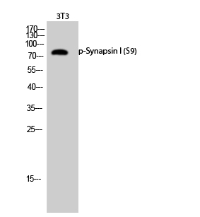 Fig.2. Western Blot analysis of 3T3 cells using Phospho-Synapsin I (S9) Polyclonal Antibody diluted at 1:1000.