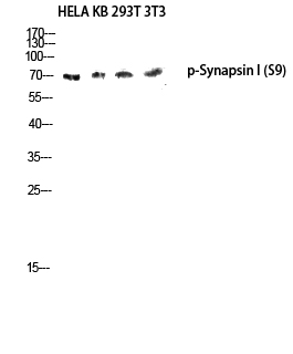 Fig.3. Western blot analysis of HELA KB 293T 3T3 lysis using Phospho-Synapsin I (S9) antibody. Antibody was diluted at 1:1000.
