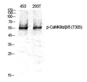 Fig.1. Western Blot analysis of various cells using Phospho-CaMKIIα/β/δ (T305) Polyclonal Antibody diluted at 1:1000.
