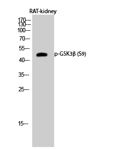 Fig.2. Western Blot analysis of RAT-kidney cells using Phospho-GSK3β (S9) Polyclonal Antibody diluted at 1:500.