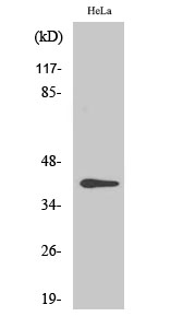 Fig. Western Blot analysis of various cells using Phospho-CKR-5 (S349) Polyclonal Antibody diluted at 1:2000.