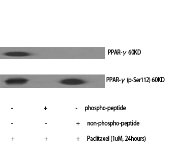 Fig.1. Western Blot analysis of various cells using Phospho-PPAR-γ (S112) Polyclonal Antibody diluted at 1:500.