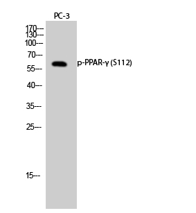 Fig.2. Western Blot analysis of PC-3 cells using Phospho-PPAR-γ  (S112)  Polyclonal Antibody diluted at 1:500.