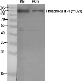 Fig.1. Western Blot analysis of various cells using Phospho-SHIP-1 (Y1021) Polyclonal Antibody diluted at 1:500.