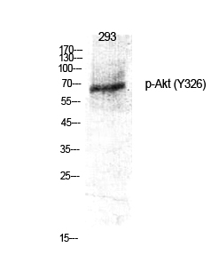 Fig.1. Western Blot analysis of various cells using Phospho-Akt (Y326) Polyclonal Antibody diluted at 1:1000.