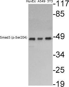 Fig.1. Western Blot analysis of various cells using Phospho-Smad3 (S204) Polyclonal Antibody diluted at 1:500.