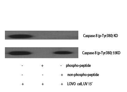 Fig. Western Blot analysis of various cells using Phospho-Caspase-8 (Y380) Polyclonal Antibody.