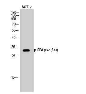 Fig.2. Western Blot analysis of MCF-7 cells using Phospho-RPA p32 (S33) Polyclonal Antibody diluted at 1:500.
