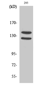 Fig. Western Blot analysis of various cells using Phospho-Flg (Y154) Polyclonal Antibody.