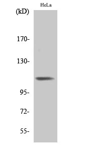 Fig. Western Blot analysis of various cells using Phospho-Integrin β3 (Y785) Polyclonal Antibody diluted at 1:500.
