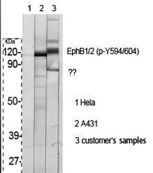 Fig.1. Western Blot analysis of various cells using Phospho-EphB1/2 (Y594/604) Polyclonal Antibody.