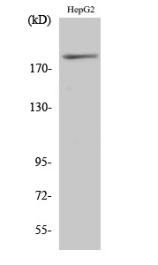 Fig.1. Western Blot analysis of various cells using Phospho-IRS-1 (S312) Polyclonal Antibody diluted at 1:1000.