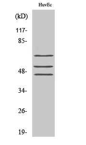 Fig. Western Blot analysis of various cells using Phospho-Shc (Y349) Polyclonal Antibody diluted at 1:1000.